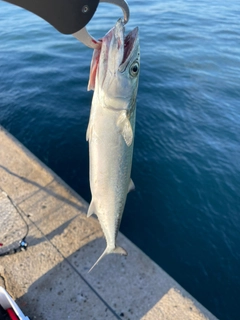 サゴシの釣果