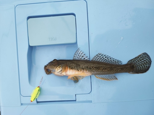 ハゼの釣果