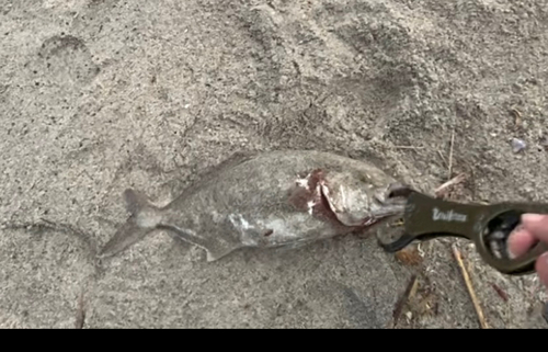 カンパチの釣果