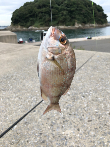 チャリコの釣果