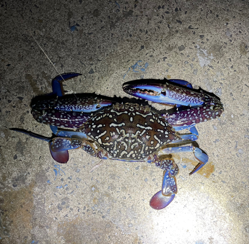 タイワンガザミの釣果