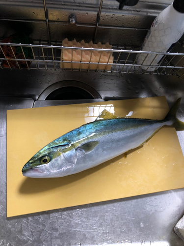 ブリの釣果