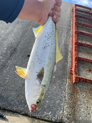 ハマチの釣果