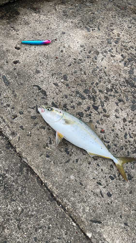 ハマチの釣果