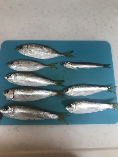 アジの釣果