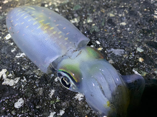 アオリイカの釣果