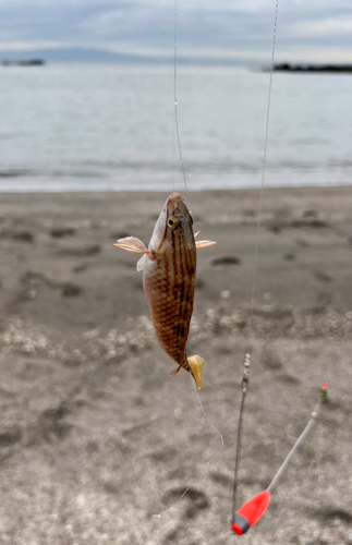 キュウセンの釣果