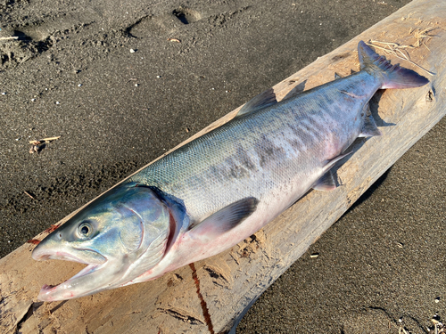 アキアジの釣果