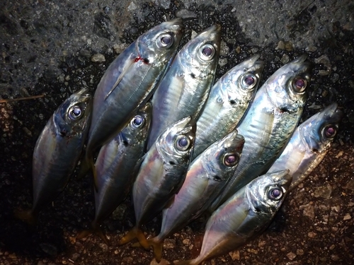 アジの釣果