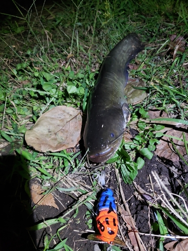 ナマズの釣果