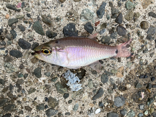 ネンブツダイの釣果