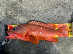 アカハタの釣果