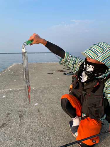 タチウオの釣果