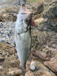 ヒラスズキの釣果