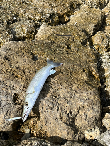 オニカマスの釣果