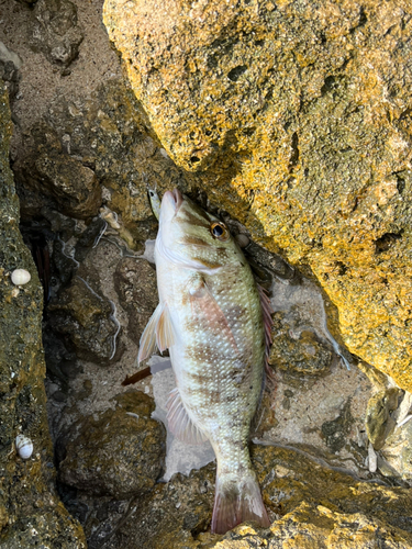 マトフエフキの釣果