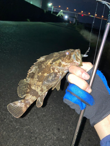 タケノコメバルの釣果