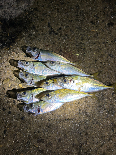 アジの釣果