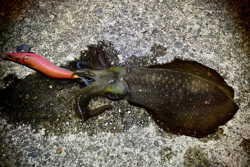 アオリイカの釣果