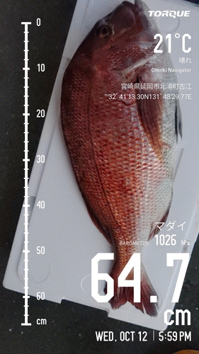 マダイの釣果