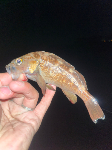 エゾメバルの釣果