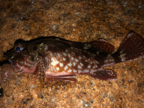 カサゴの釣果