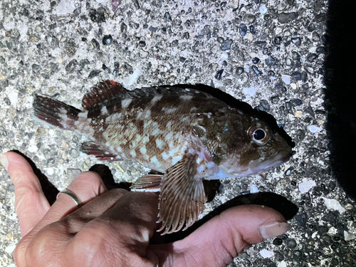 カサゴの釣果