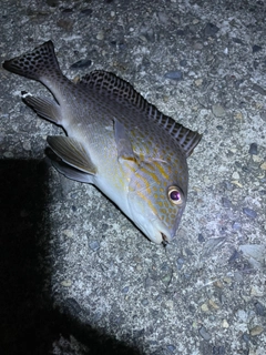 コロダイの釣果