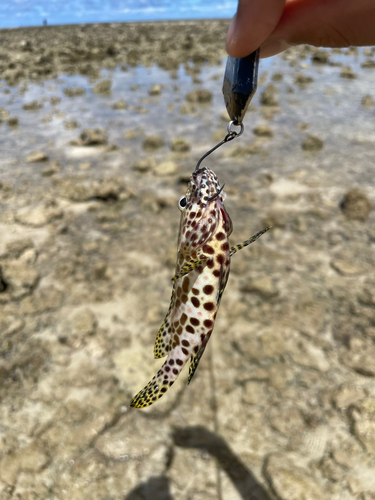 イシミーバイの釣果