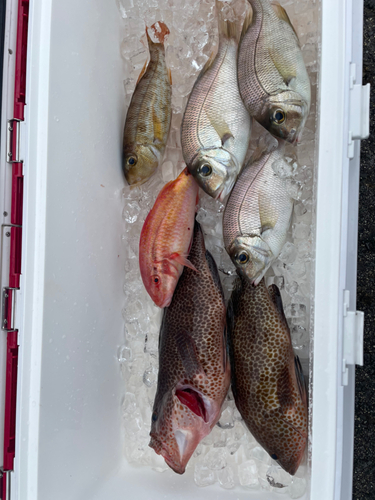 オオモンハタの釣果