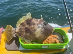 カワハギの釣果