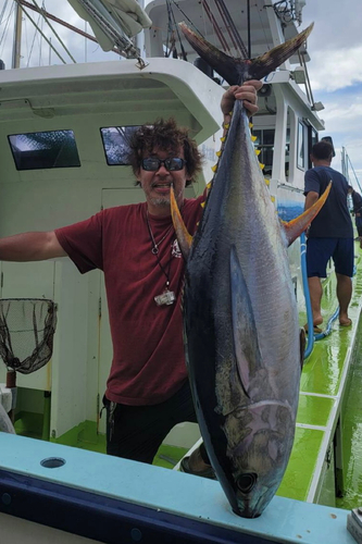 キハダマグロの釣果