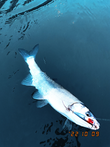 ウグイの釣果