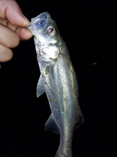 セイゴ（マルスズキ）の釣果