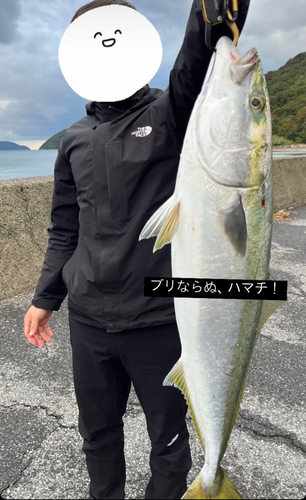 ハマチの釣果