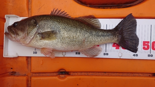 ヘラブナの釣果