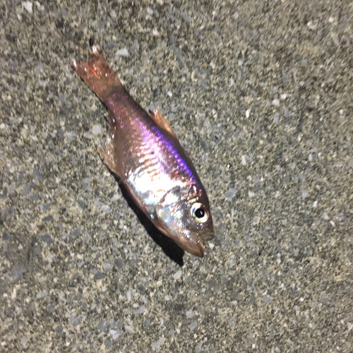 イシモチの釣果