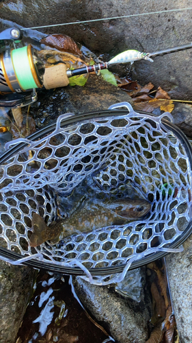 ニッコウイワナの釣果