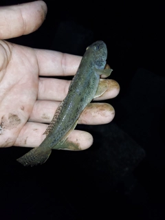 マハゼの釣果