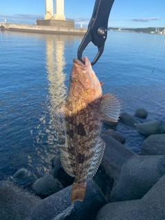 アブラコの釣果