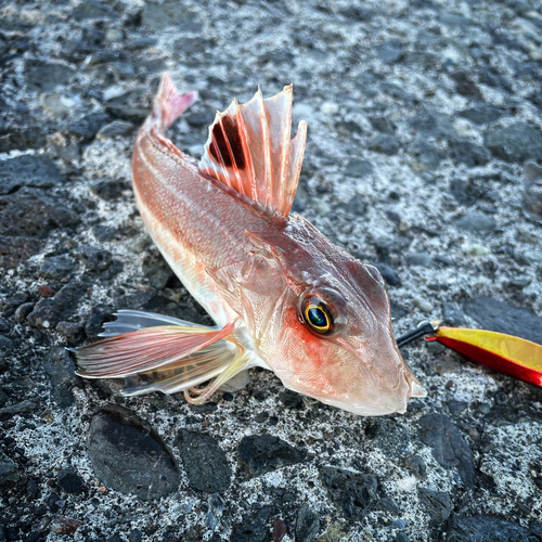 カナガシラの釣果