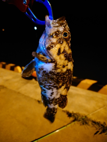 オウゴンムラソイの釣果