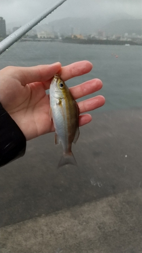 イサキの釣果