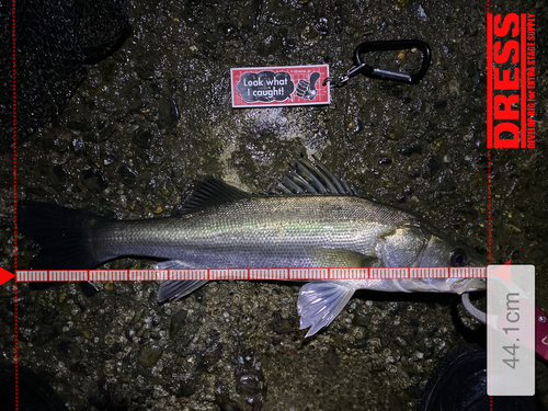 シーバスの釣果