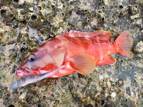 アカハタの釣果