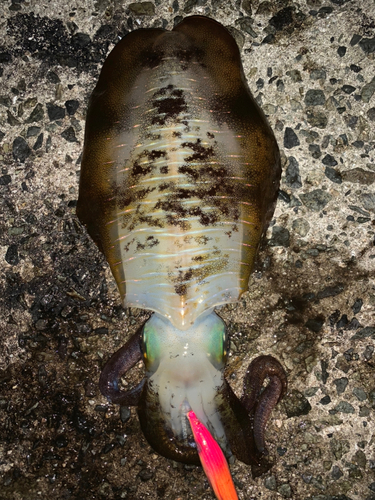 アオリイカの釣果