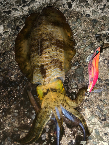 アオリイカの釣果