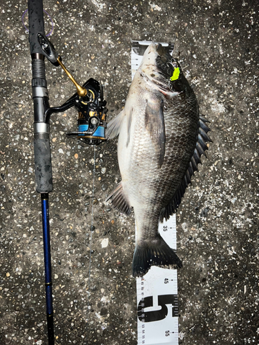 クロダイの釣果