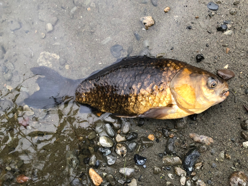 フナの釣果