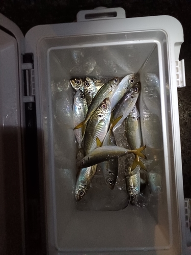 アジの釣果